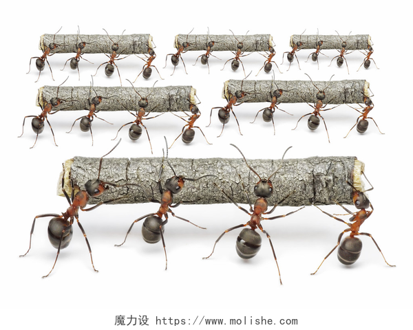 蚂蚁的团队协作蚂蚁工作日志、 团队的概念与